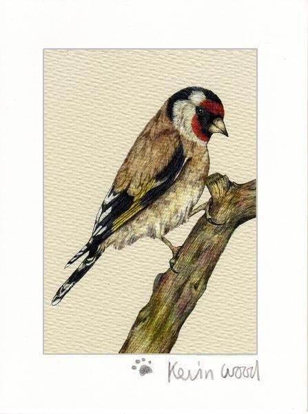 Image of goldfinch fine art print available in three sizes