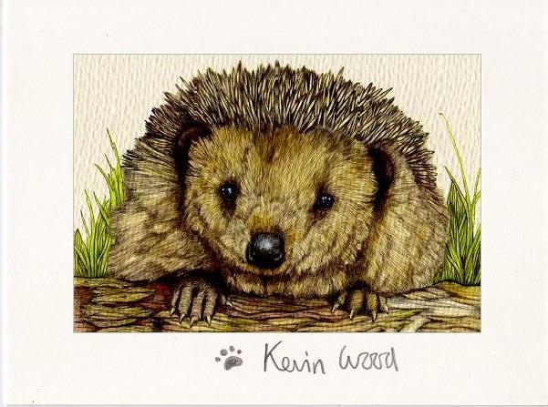 Image of Hedgehog fine art print available in three sizes.