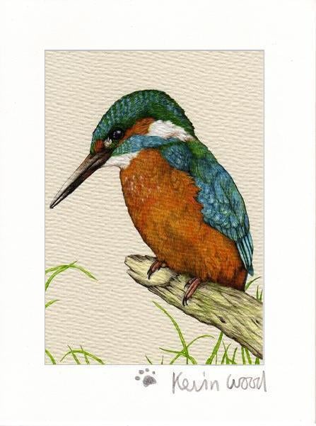 Image of kingfisher fine art print available in three sizes.