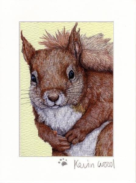 Image of Red squirrell fine art print available in three sizes.
