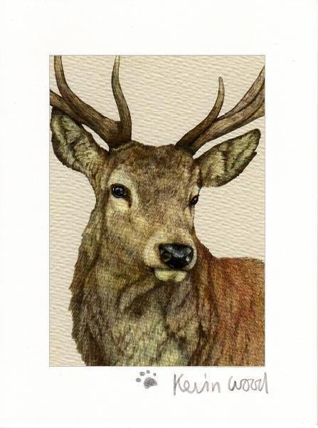 Image of Stag fine art print available in three sizes