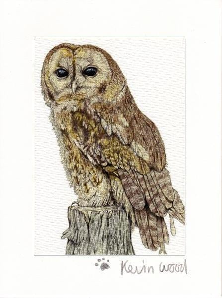Image of Tawny owl fine art print available in three sizes.
