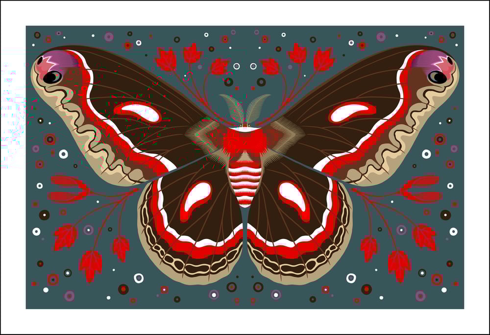 Image of Cecropia Moth Print