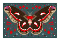 Cecropia Moth Print