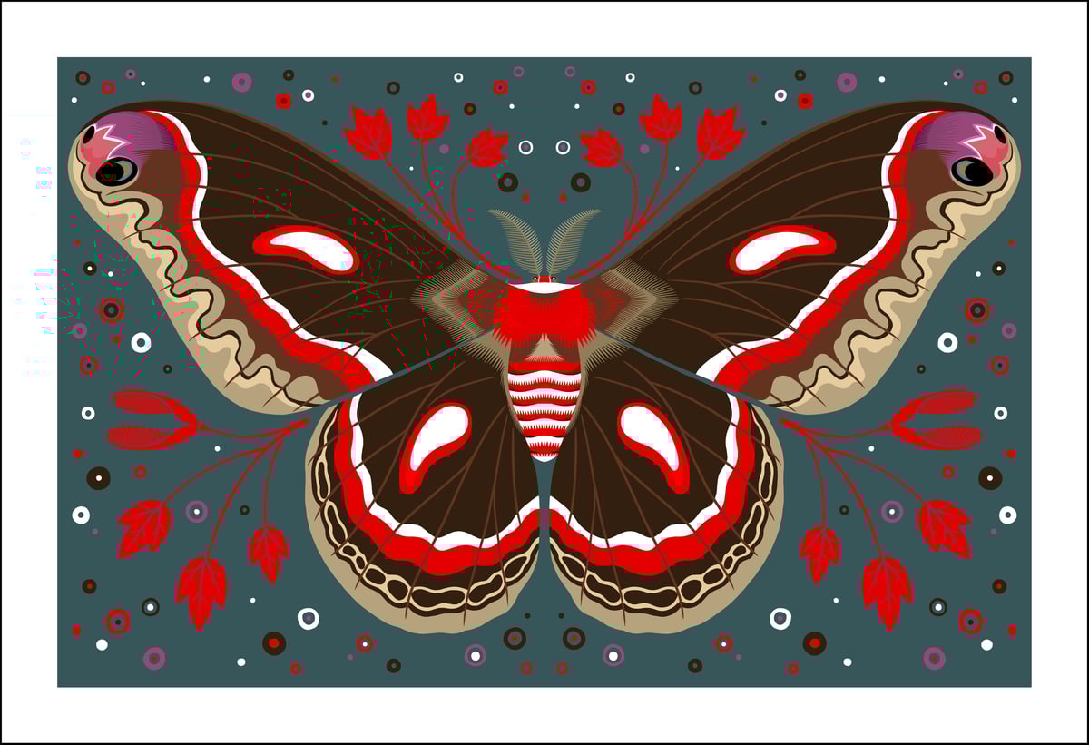 Image of Cecropia Moth Print
