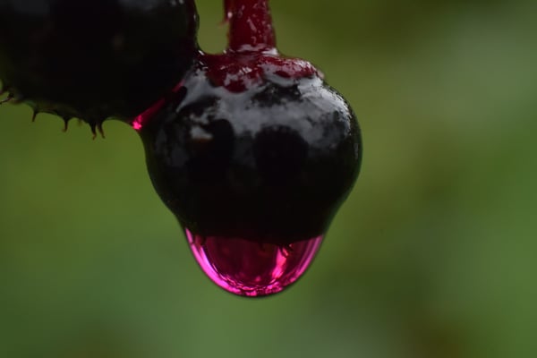 Image of Raindrop on Poke Berry