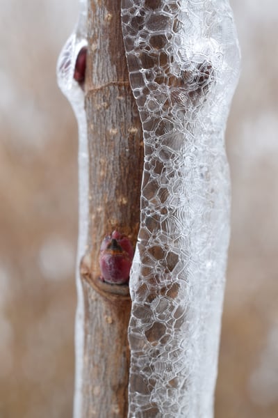 Image of Ice Patterns on Maple Twig