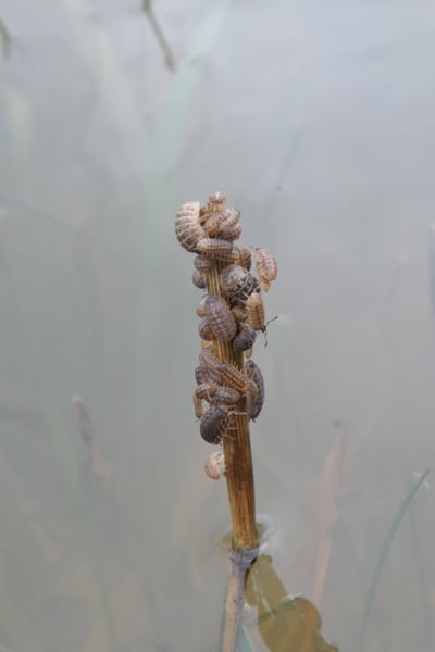 Image of Little Creatures Escaping a Flood