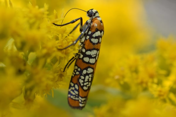 Image of Pretty Little Moth (with a long unattractive name)