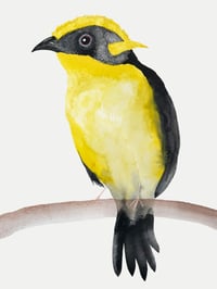Helmeted Honeyeater