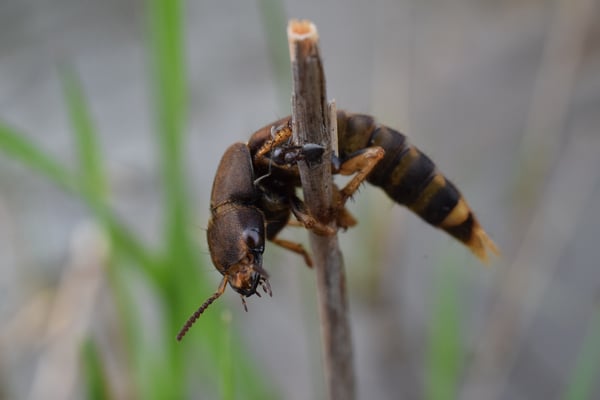 Image of Spotted Rove Beetle Escaping a Flood