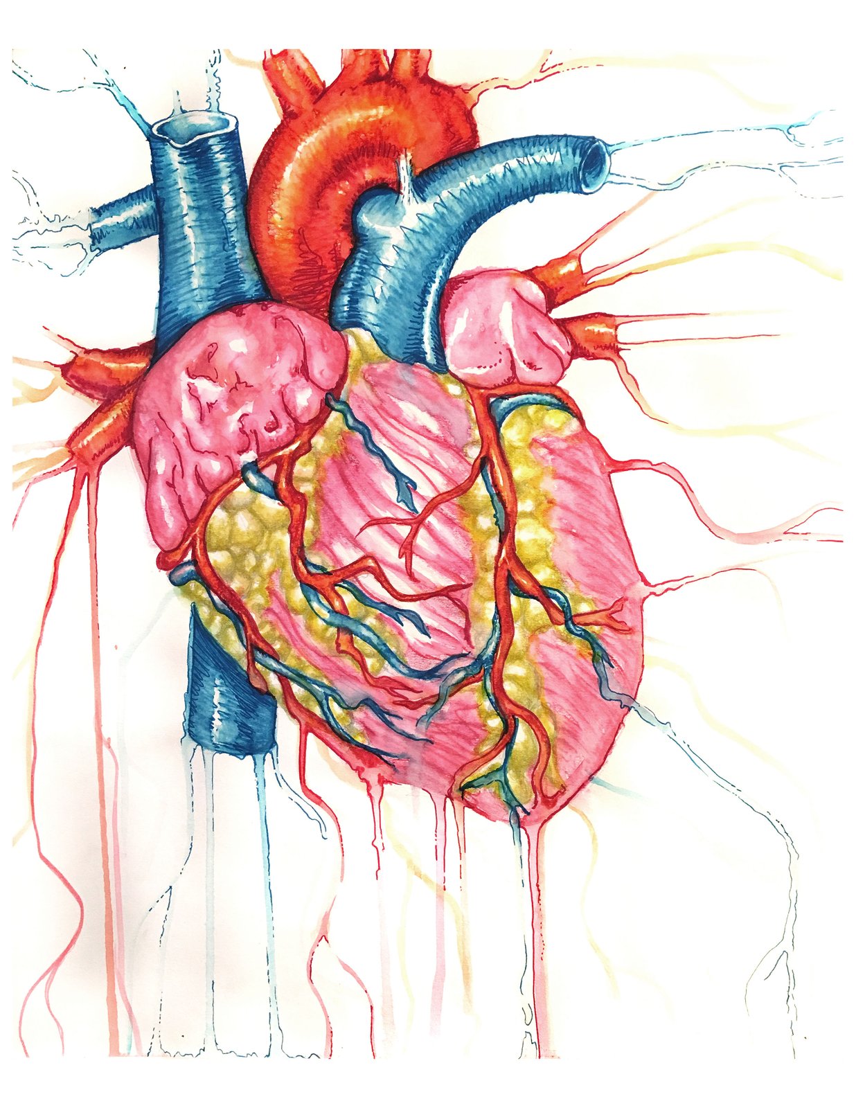 Сосуды рисунок. Сердце анатомия. Сердце цветное анатомия.