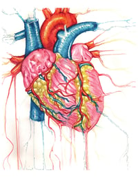 Anatomical Heart Art Print 8.5x11 inches