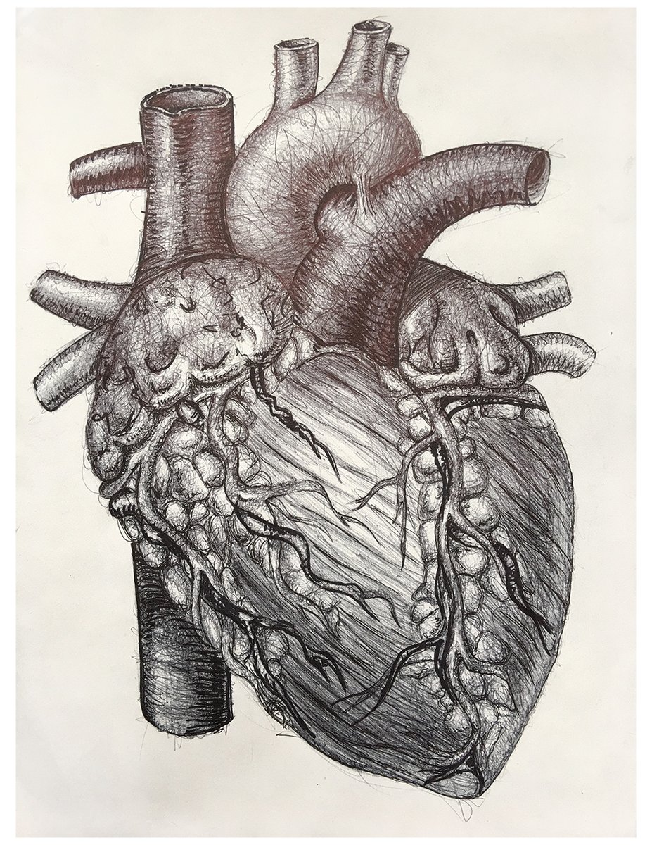 drawing of anatomical heart