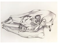 Black and White Deer Skull Art Print 8.5x11 inches