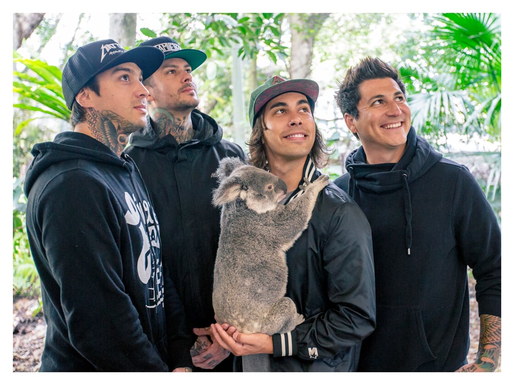 Image of PIERCE THE VEIL ADELAIDE KOALA RESCUE CHARITY 6x8" INCH PRINT