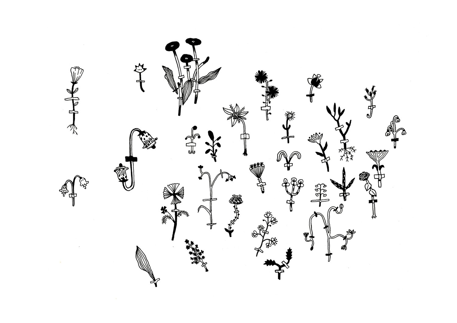 Image of Herbarium