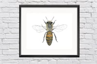 Image 1 of Honey Bee