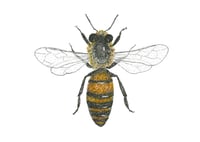 Image 2 of Honey Bee