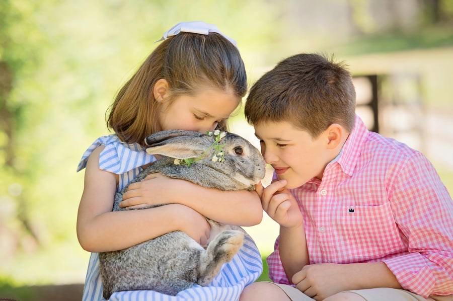 Image of Sessions at The Art Barn Farm