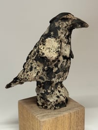 Image 5 of “Karl”