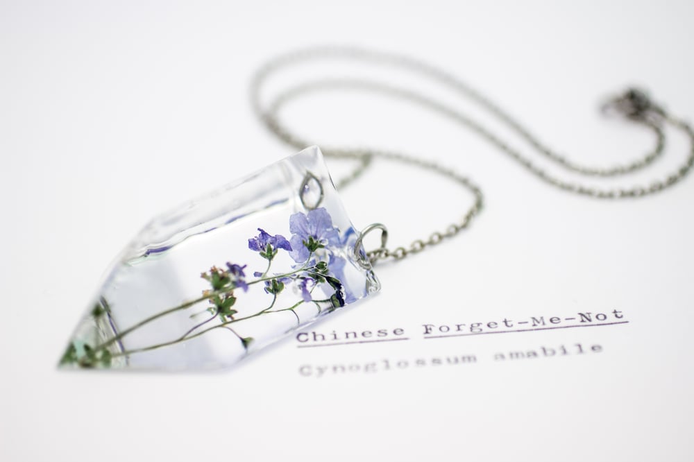 Image of Chinese Forget-Me-Not (Cynoglossum amabile) - Small #1