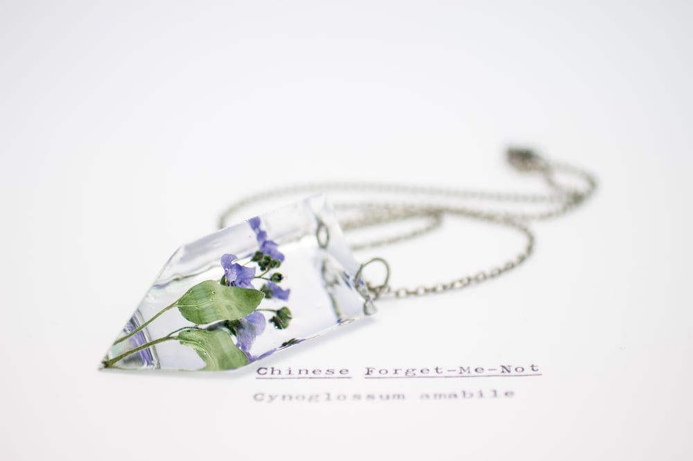 Image of Chinese Forget-Me-Not (Cynoglossum amabile) - Small #2