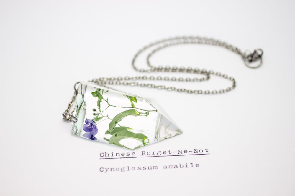Image of Chinese Forget-Me-Not (Cynoglossum amabile) - Small #3