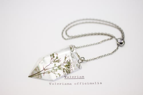 Image of Valerian (Valeriana officinalis) - Small #1