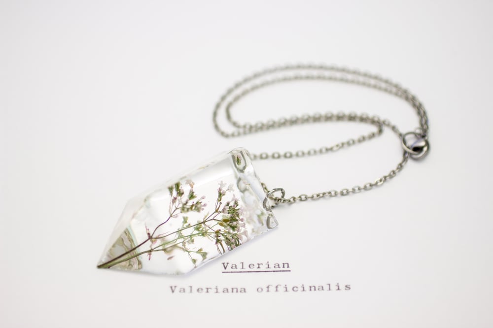 Image of Valerian (Valeriana officinalis) - Small #1