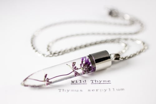 Image of Wild Thyme (Thymus serpyllum) - Medium #1