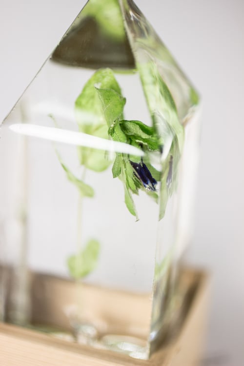 Image of Honeywort (Cerinthe major) - Floral Prism Light #1