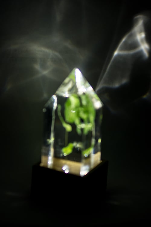 Image of Honeywort (Cerinthe major) - Floral Prism Light #1