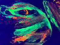 Image 3 of Neon Tigress