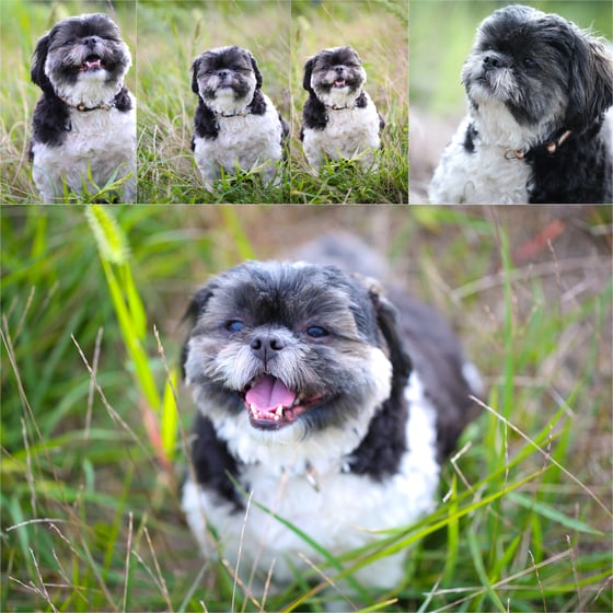 Image of POOCHES & PURRS | $250 PLUS 5 HI RESOLUTION DIGITAL FILES and matching WEB FILES