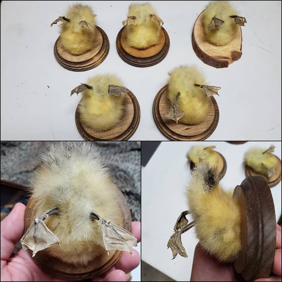 Image of Duck Butts
