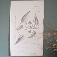 Image 5 of Planches De Botanique Crepide, Flora Danica, Periploca