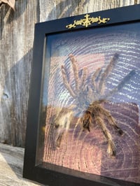 Image 2 of Pink toe tarantula