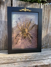 Image 3 of Pink toe tarantula