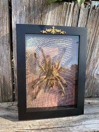 Image 1 of Pink toe tarantula