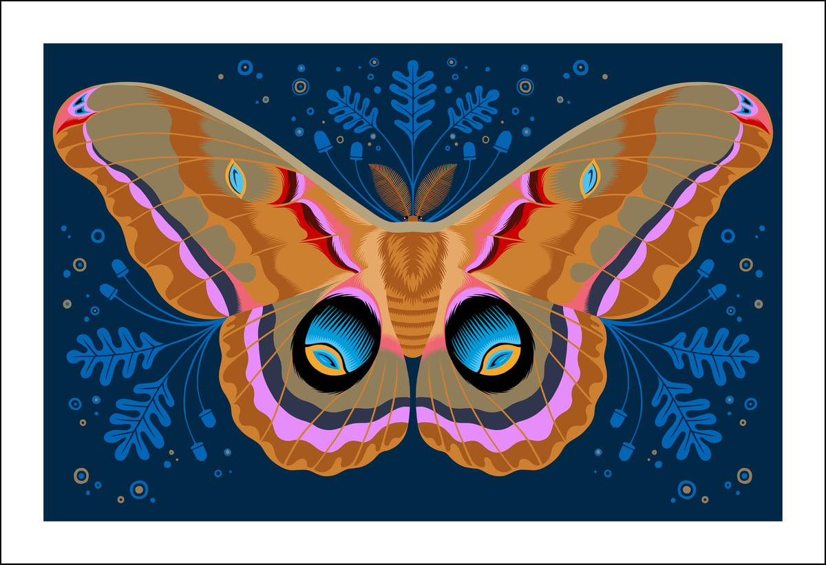 Image of Polyphemus Moth Print