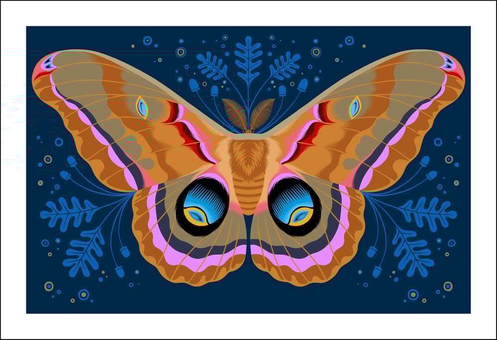 Image of Polyphemus Moth Print