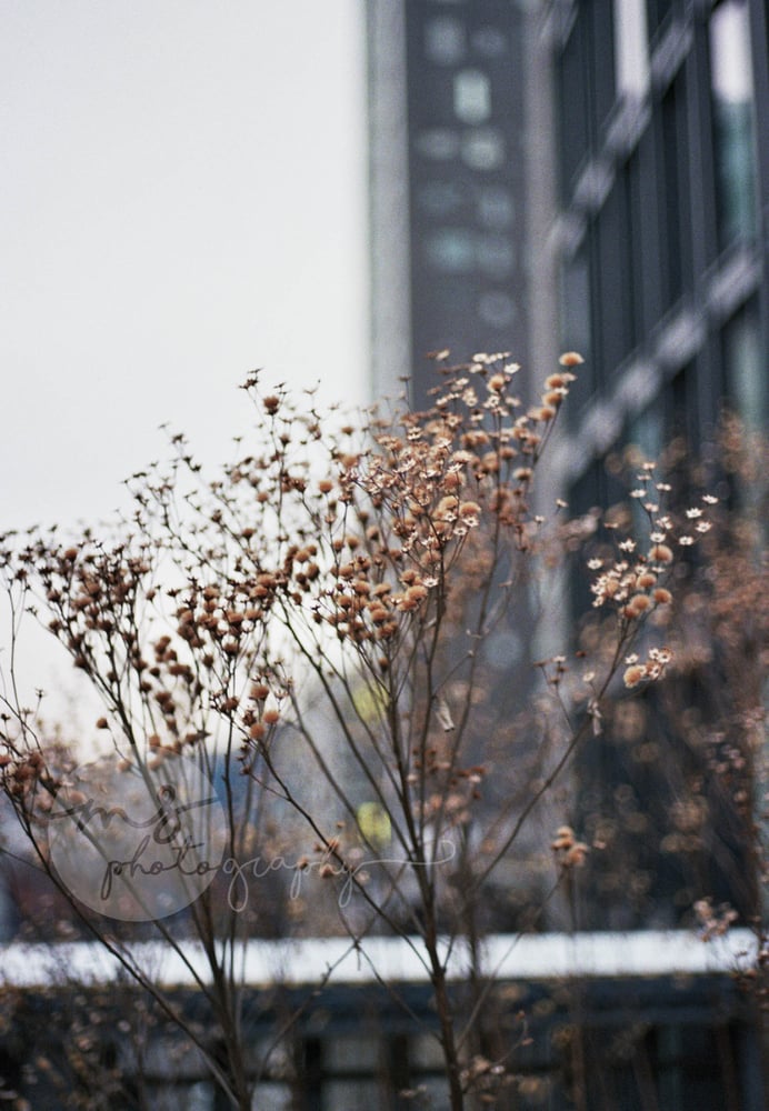 Image of Flowers