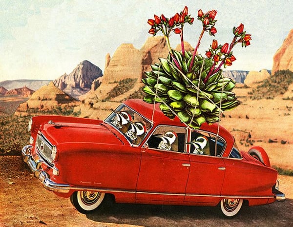 Image of Some Arizona peckers make off with some hens and chicks. Limited edition collage print.