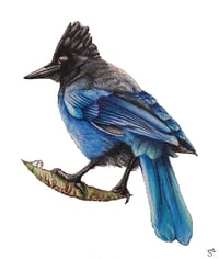 Stelleri