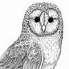 Print: Barn Owl