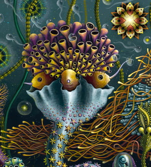 Image of SPACE PLANKTON II • Signed Limited Edition