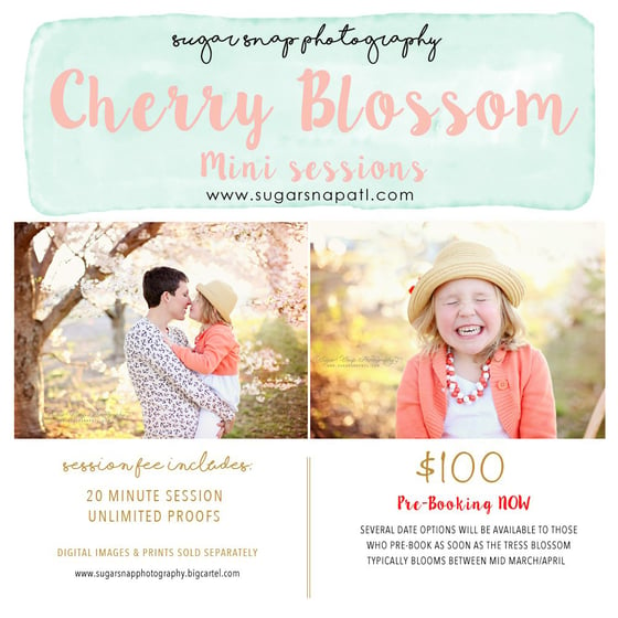 Image of Cherry Blossom Mini's