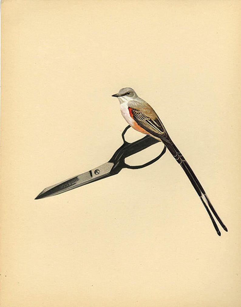 Scissor tail. Limited edition collage print. | VivienneStrauss