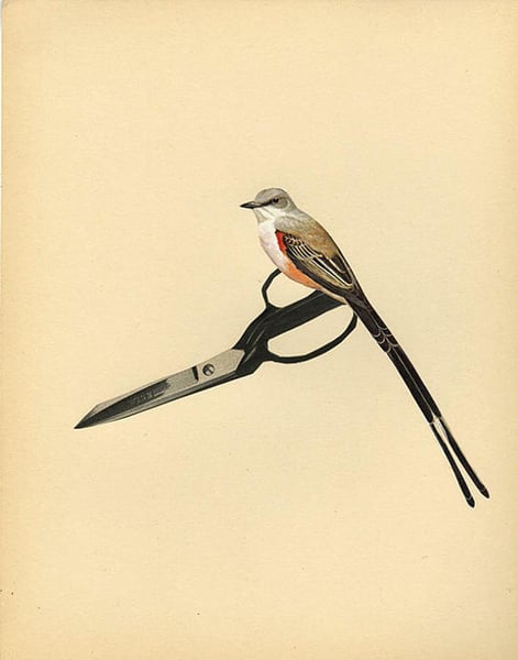 Image of Scissor tail. Limited edition collage print.